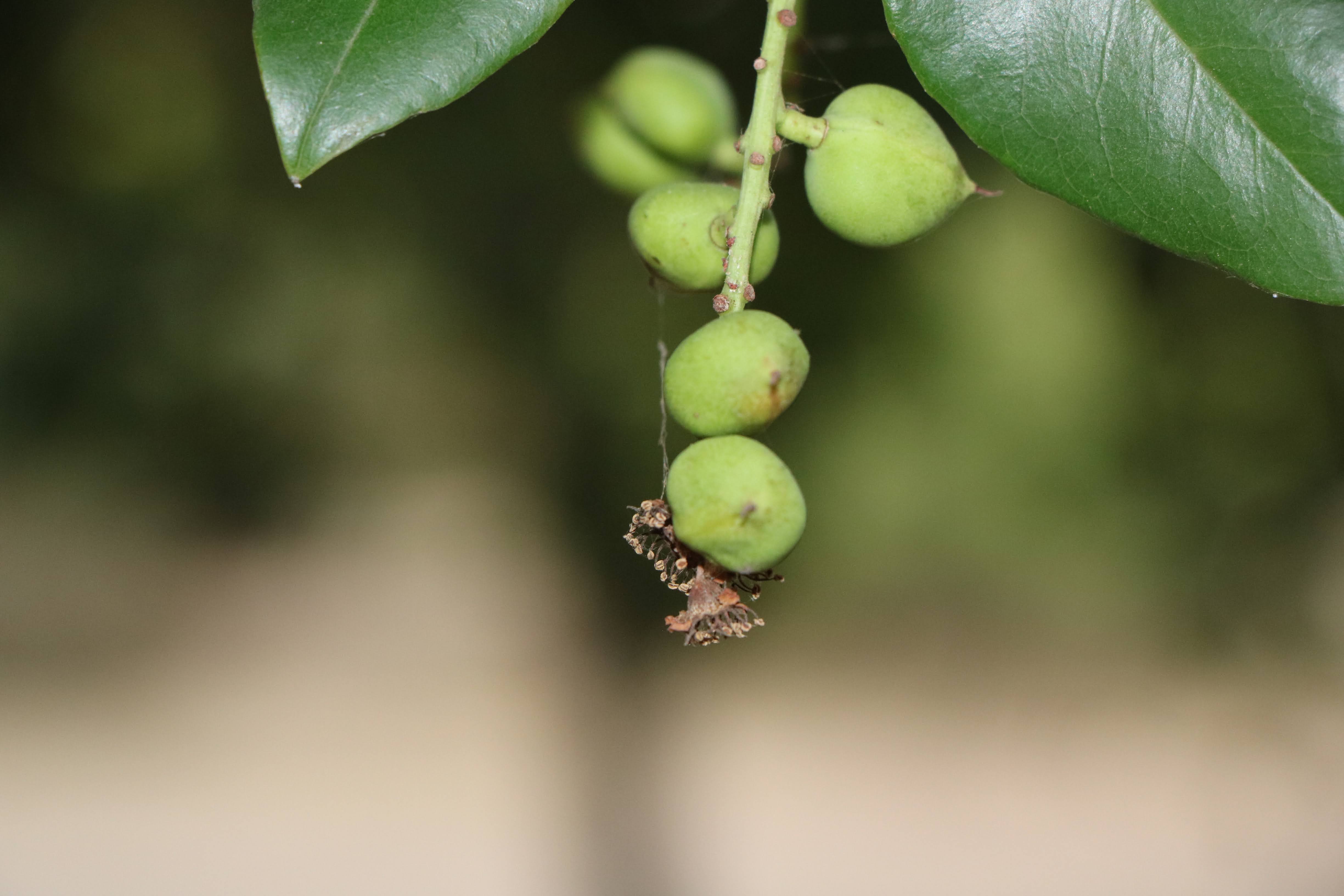 Prunus
